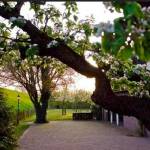 Ophemert | Locatie 63