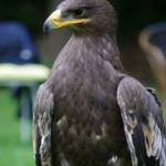 Diverse roofvogels