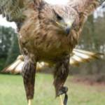 Diverse roofvogels